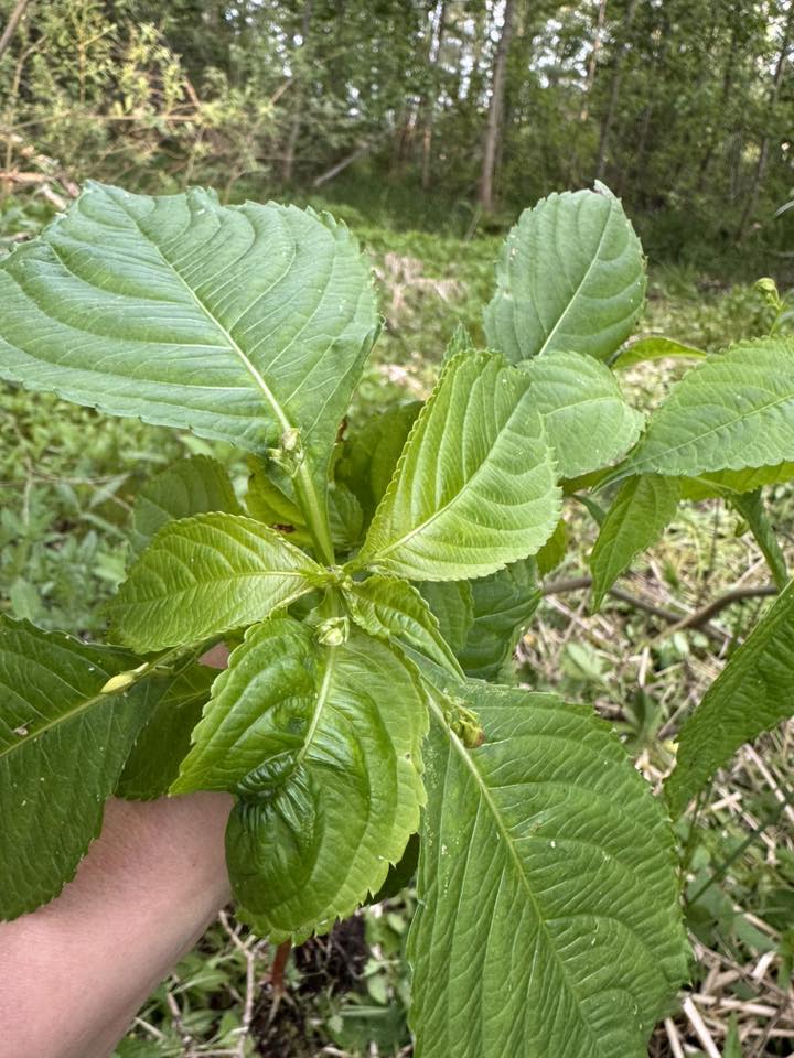 Medlemsbrev, juni 2025